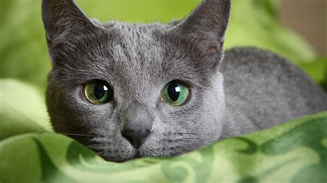 kitty-blu|countries with russian blue cats.